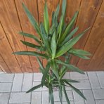 Juka obrovská (Yucca Elephantipes) - výška 50-60 cm, kont. C3L - DVOJKMEŇ